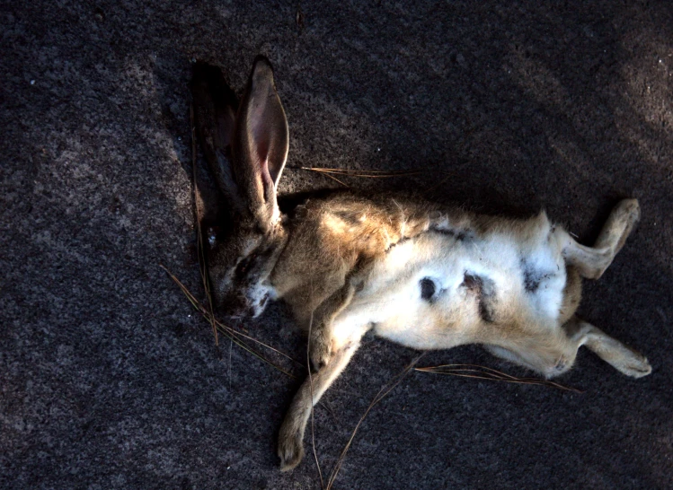 a baby bunny has his head tucked under its tummy