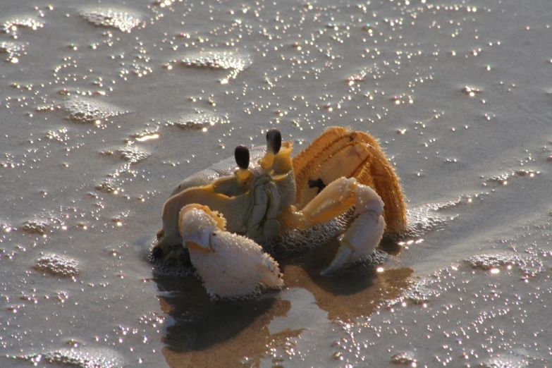 a small crab is covered in foam on the beach