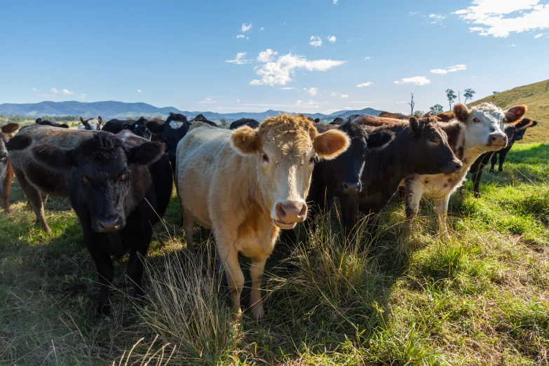 a group of cows are standing in a pasture