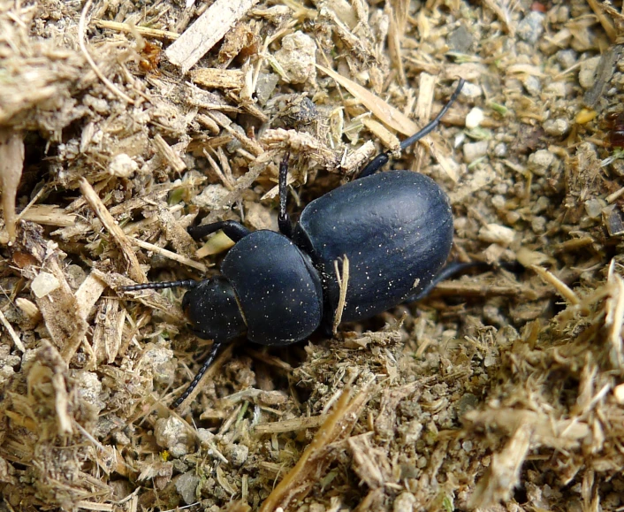 two black bugs sitting on the ground in dirt