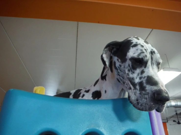 a dalmatian is chewing on a toy in the room