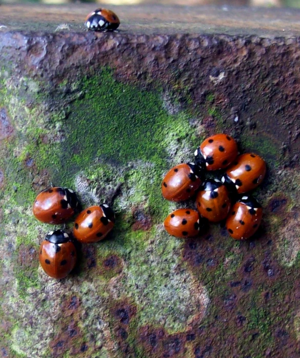 five orange and black ladybugs are sitting on a rock