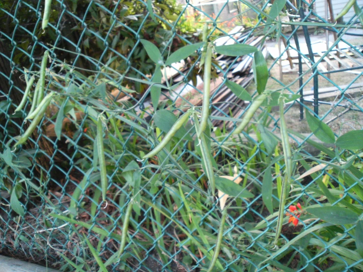 a small cat standing behind a chain link fence