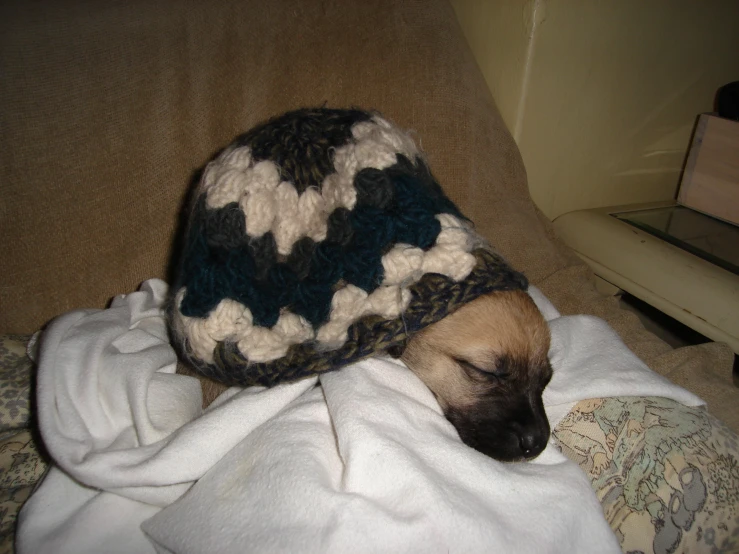 a brown and white puppy with a knitted hat on his head