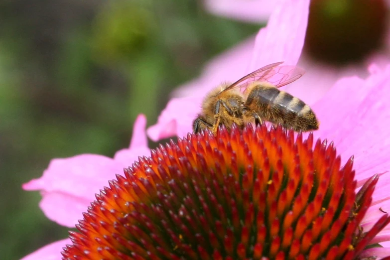 a bee on a purple flower that is blooming