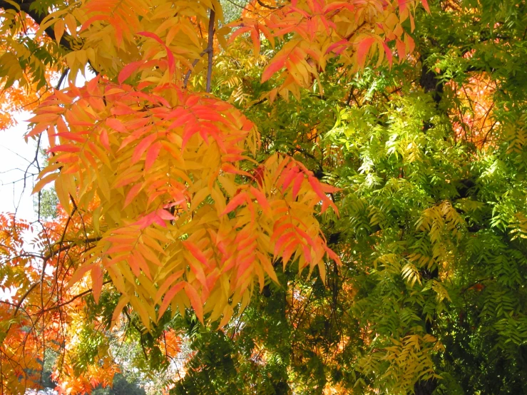 leaves are shining on the green foliage