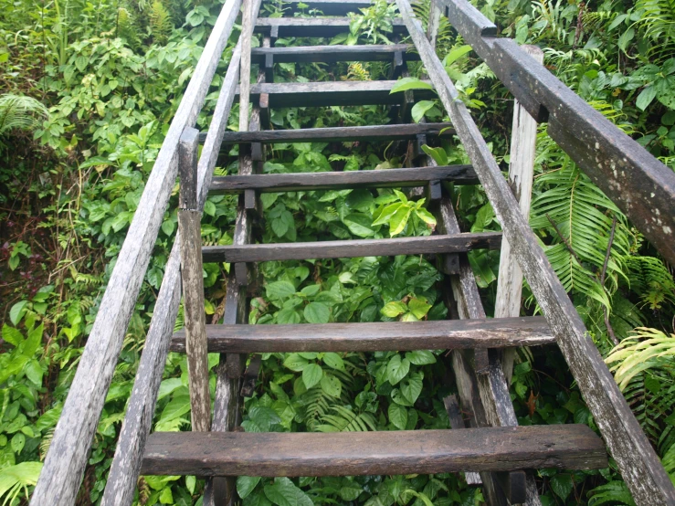 an old wooden ladder in the middle of some plants