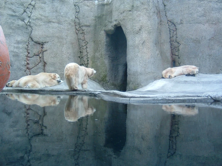 two polar bears sitting at a water hole in their habitat