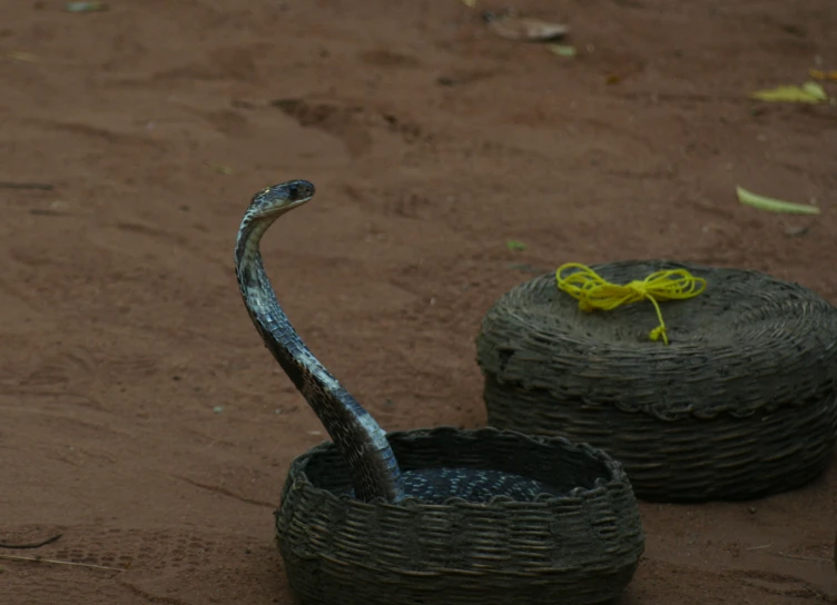 a snake that is inside of an empty cup