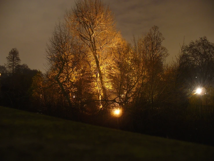 some lights on trees and lights on the grass