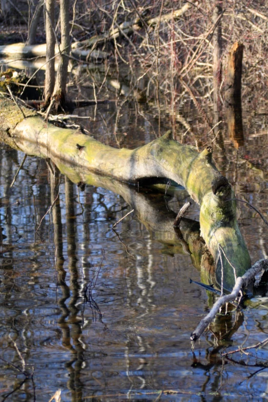 an old fallen tree is in the middle of the swamp