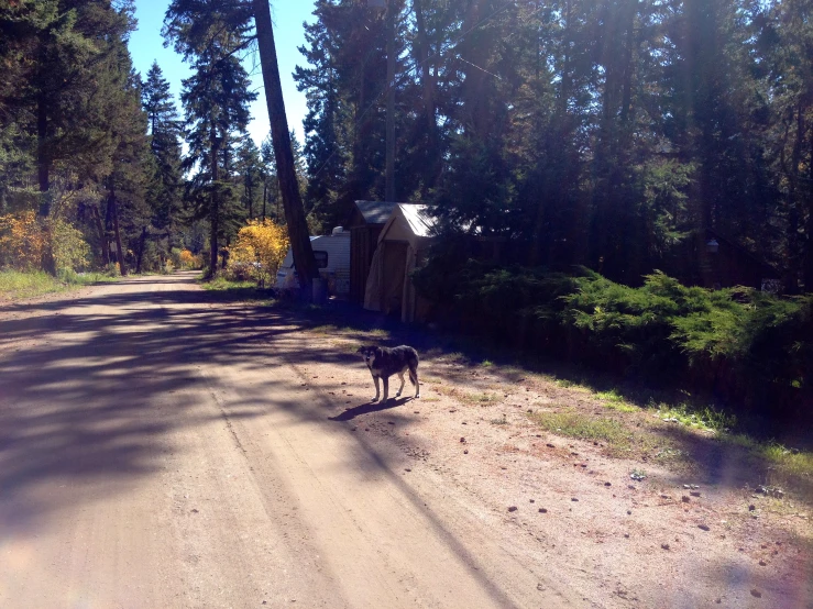 an old dog crosses the road in front of an older building