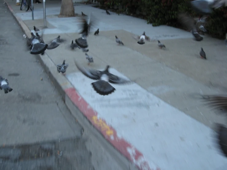 a flock of birds sitting on top of a cement slab