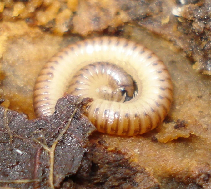 a snail on top of some dirt and grass