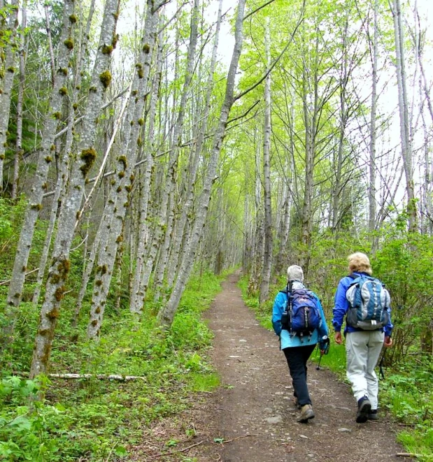 two people hiking in a lush green forest