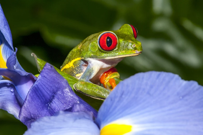 a red eyed frog perched on top of a flower