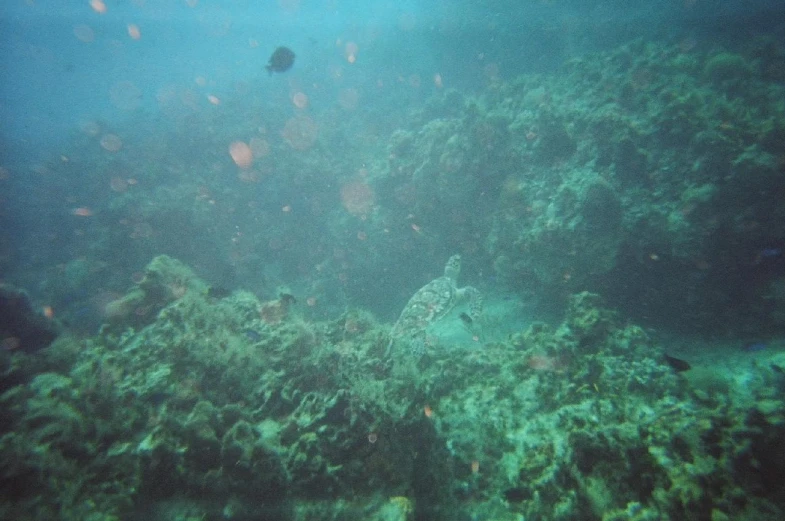 some coral and other underwater life in the ocean