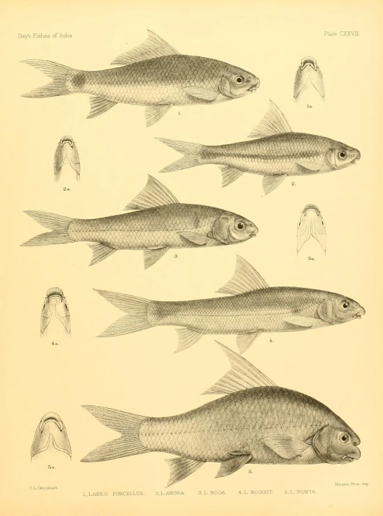 an old print of fishes swimming