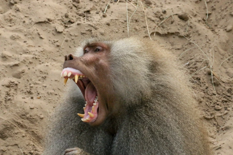 a very big yawning baboon with his mouth open