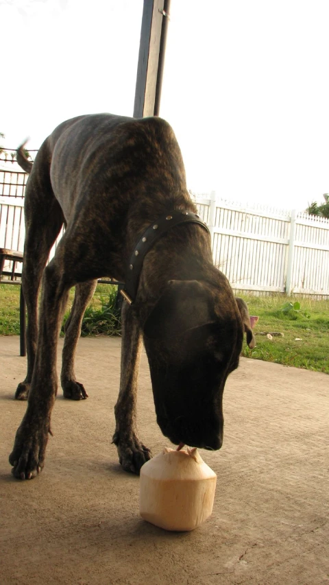 a dog is about to scoop food out of the ground