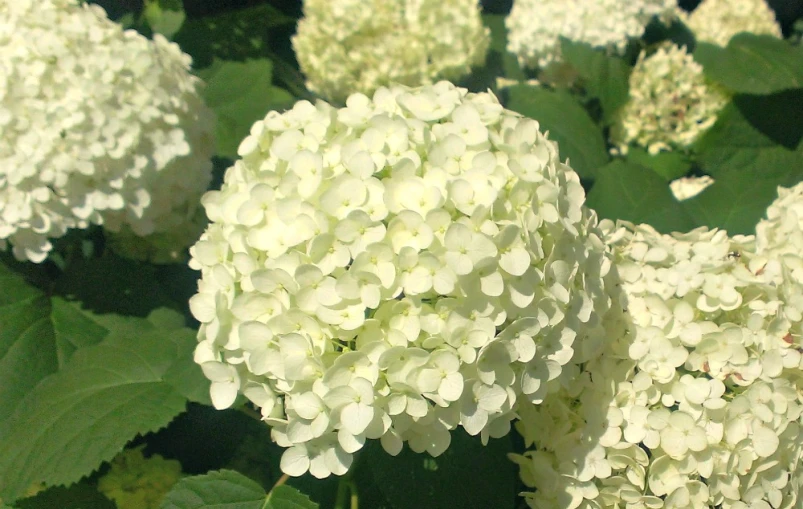 large cluster of white flowers with green leaves