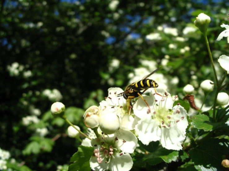 a bee in the midst of a large group of flowers