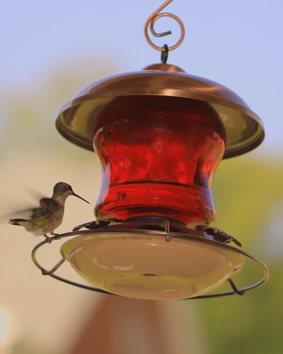 a hummingbird flies past a red bird feeder