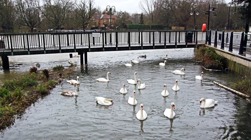 a group of swans on the side of a river
