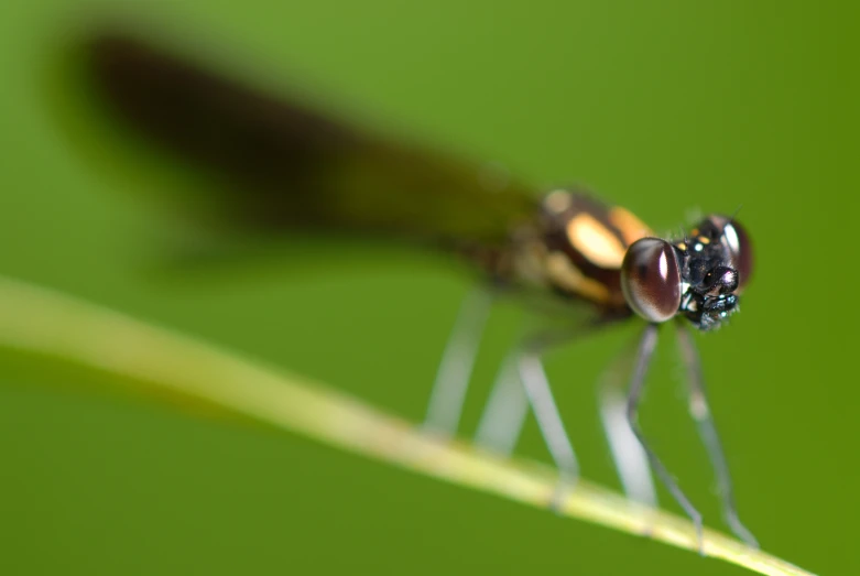 a close up view of an insect with its long legs