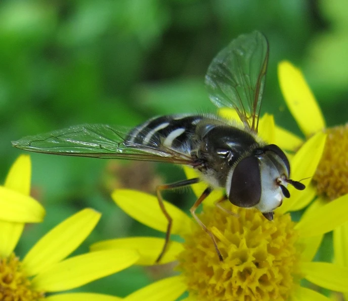 a bee on a yellow flower with one wing extended