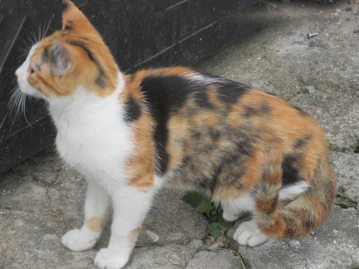 an orange and white cat staring upwards