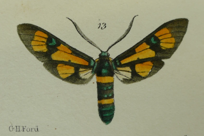a vintage insect illustration with a yellow and green stripe