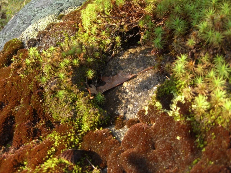 some plants and rocks with moss growing on the ground