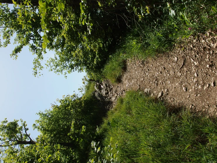 a dirt trail through the woods between grass and trees