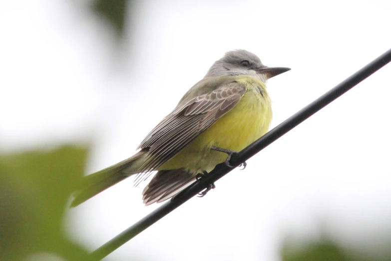 the small bird sits on a wire