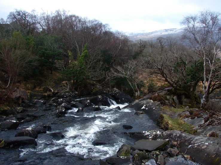 a river running through a lush green forest