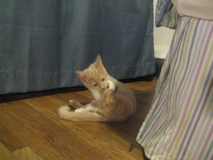 a little orange kitten playing on the floor