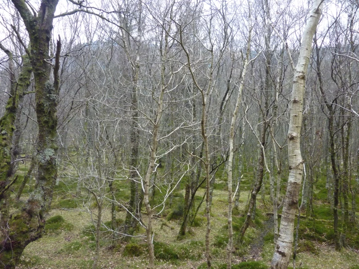 the woods are filled with various trees