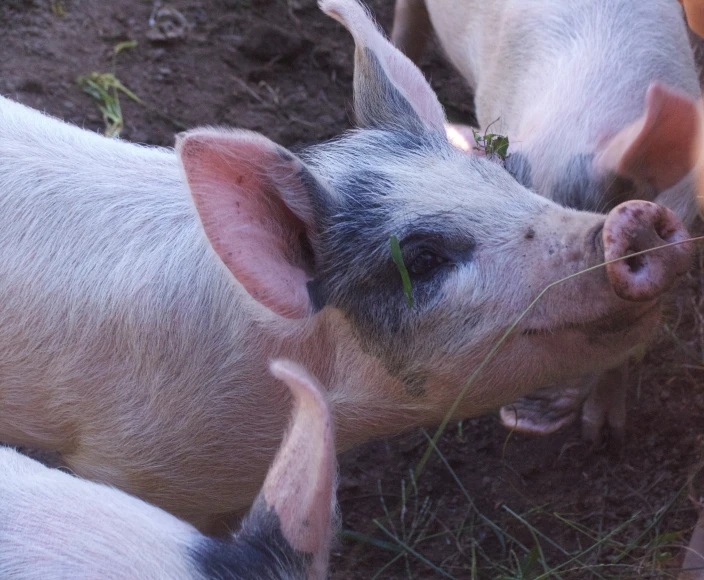 three pigs standing around eating grass and mud