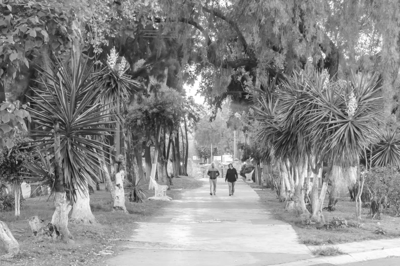 two people walking on the sidewalk in front of palm trees