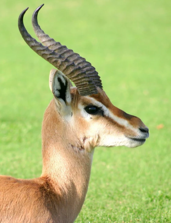 gazelle in grassy field with large curved antelope