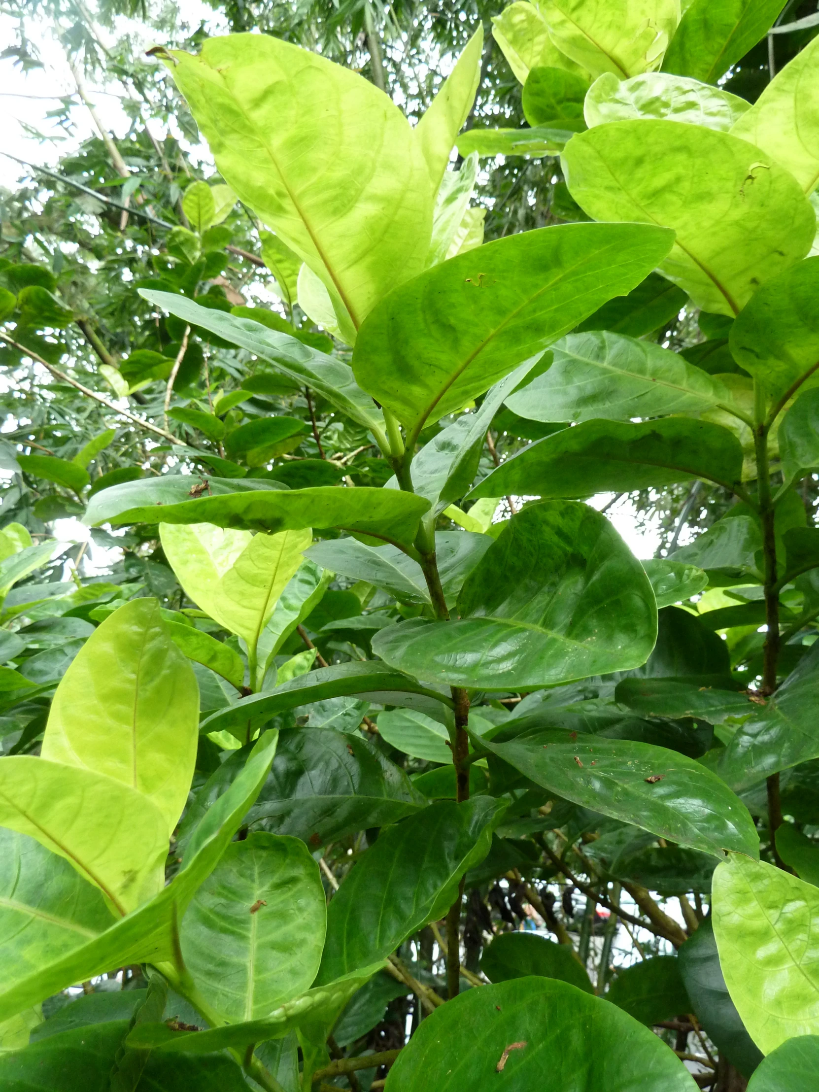 a leafy plant that is sitting in the sun