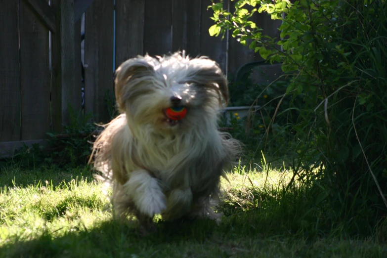 an adorable little dog running through the grass