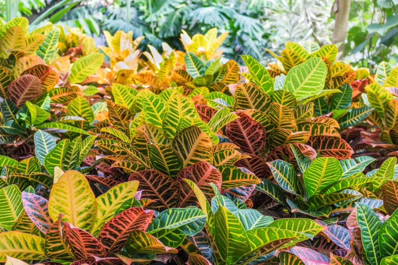 many green and purple plants with red leaves