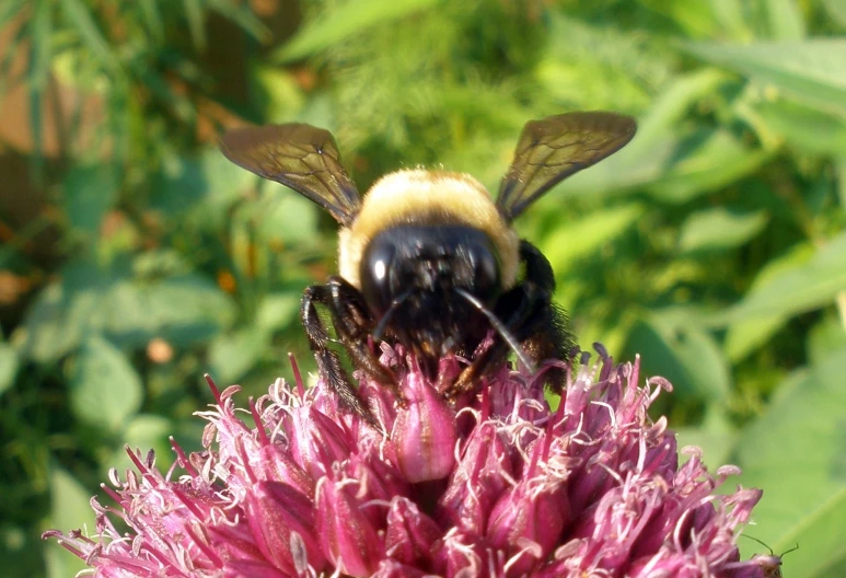 a bee sitting on the end of a flower with lots of nectar