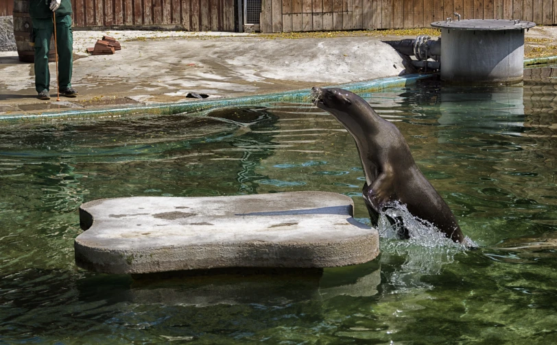 a seal is playing in some water and some people