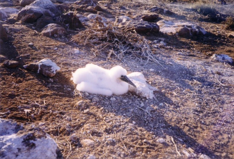 this picture is an image of a bird on the ground