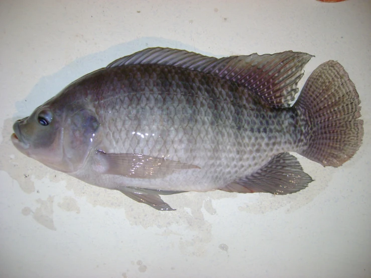 a small fish with dark black stripes on its body