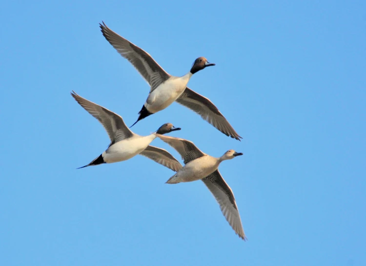 four geese flying together in the blue sky