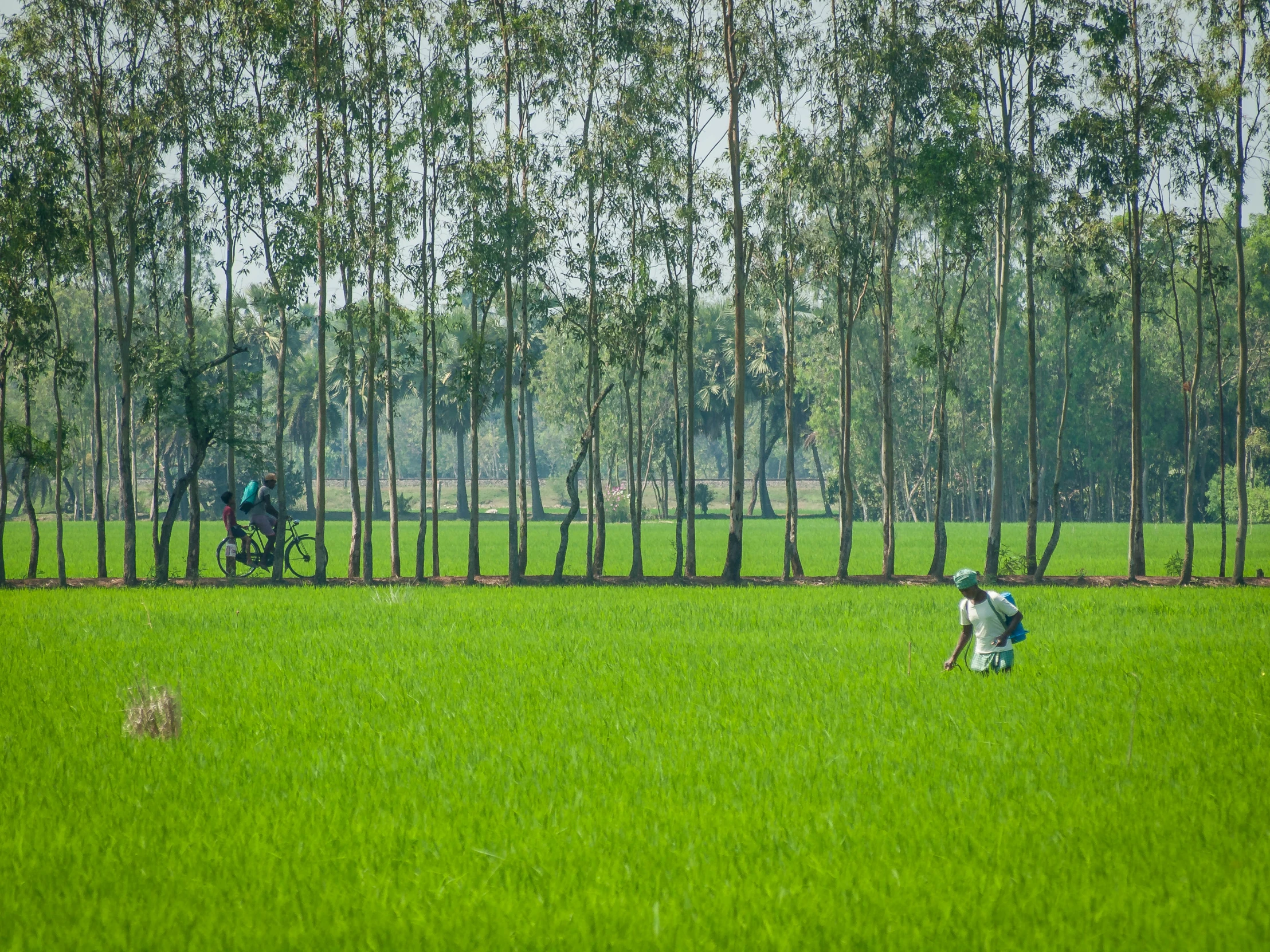 some people in a field and grass and trees